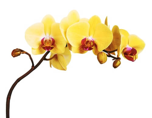 SLIDER Phalaenopsis Amarilla