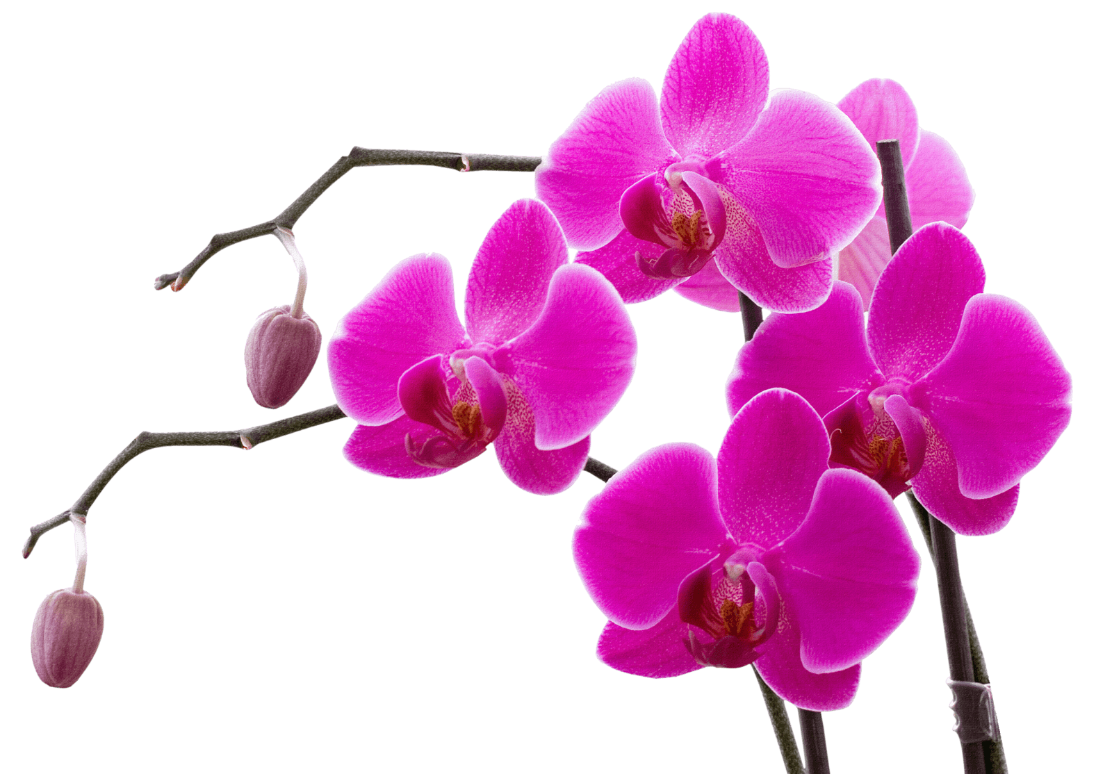 SLIDER – Phalaenopsis Violeta