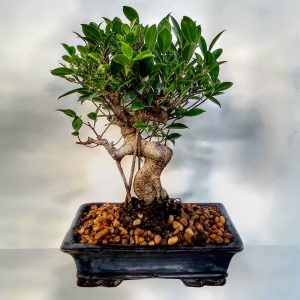Bonsai Ficus - Envío de flores y plantas, Florería La Fleur, Montevideo, Uruguay.