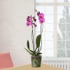 Planta de Orquídeas Phalaenopsis Violeta Natural - Envío de flores y plantas, Florería La Fleur, Montevideo, Uruguay.
