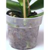 Planta de Orquídeas Phalaenopsis Violeta Natural - Envío de flores y plantas, Florería La Fleur, Montevideo, Uruguay.