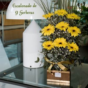 Escalonado de 9 Gerberas - Envío de flores y plantas, Florería La Fleur, Montevideo, Uruguay.