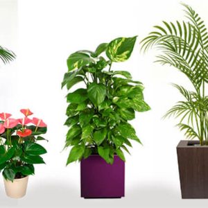 Cuidado de Plantas y Flores - Florería la Fleur, Montevideo, Uruguay