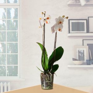 Planta de Orquídeas Phalaenopsis Blanca Natural - Envío de flores y plantas, Florería La Fleur, Montevideo, Uruguay.