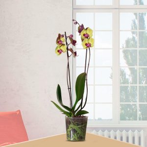 Planta de Orquídeas Phalaenopsis Amarilla Natural - Envío de flores y plantas, Florería La Fleur, Montevideo, Uruguay.