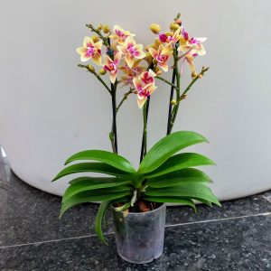 Planta de Mini Orquídeas Phalaenopsis Amarilla - Florería La Fleur, Montevideo, Uruguay.