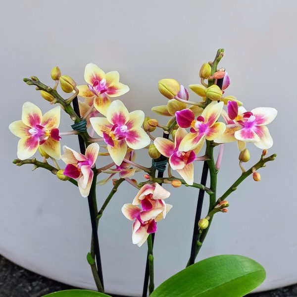 Planta de Mini Orquídeas Phalaenopsis Amarilla - Florería La Fleur, Montevideo, Uruguay._1
