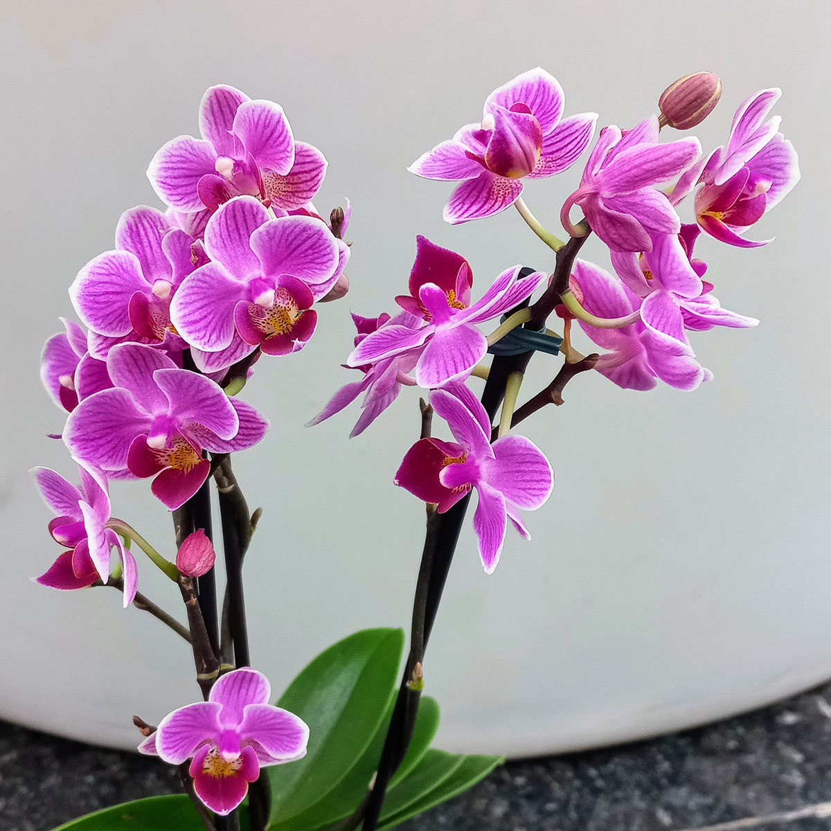 Planta de Mini Orquídeas Phalaenopsis Violeta - Florería La Fleur, Montevideo, Uruguay._1
