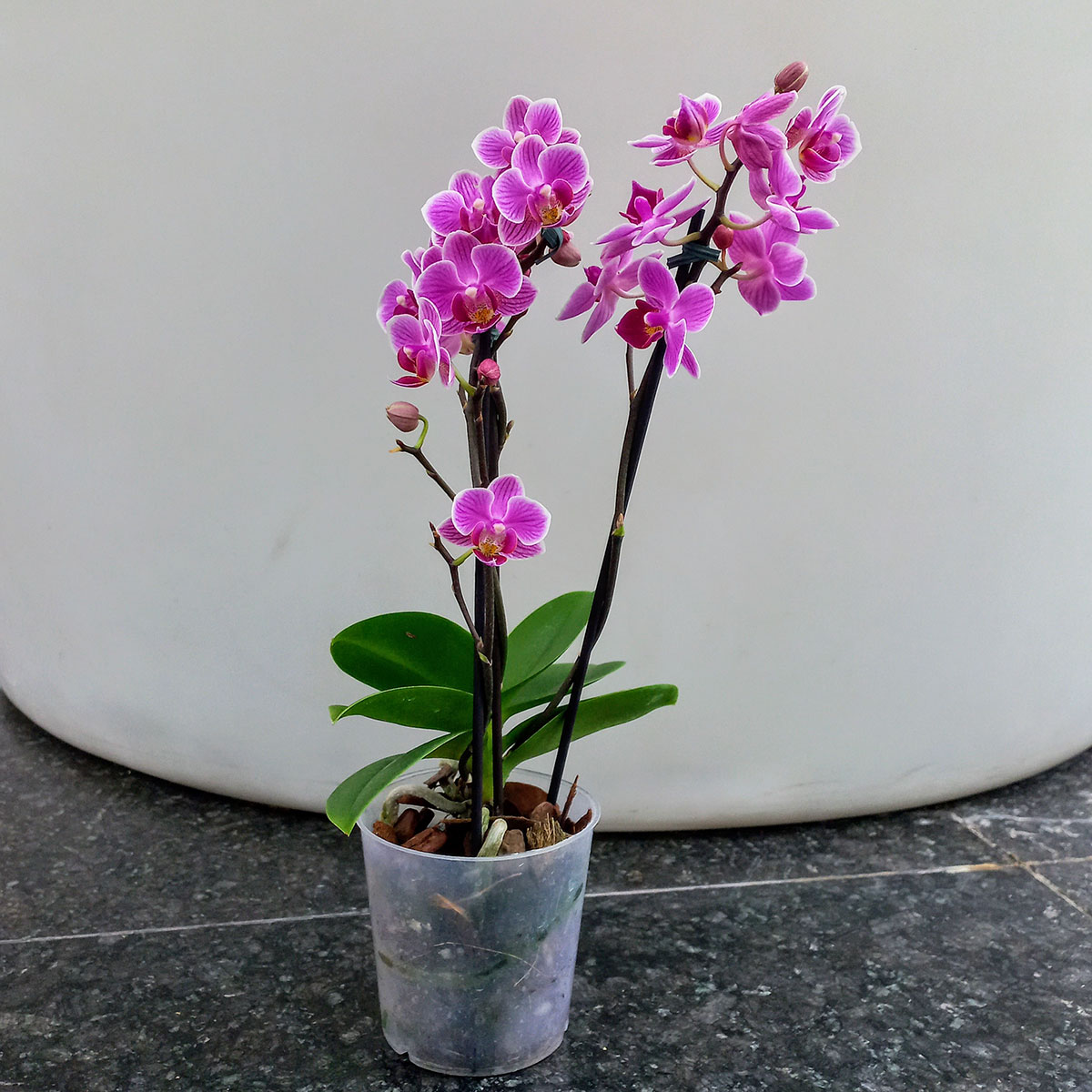 Planta de Mini Orquídeas Phalaenopsis Violeta - Florería La Fleur, Montevideo, Uruguay.