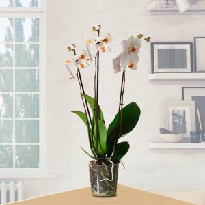 Planta de Orquídeas Phalaenopsis 3 Varas Blanca
