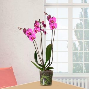 Planta de Orquídeas Phalaenopsis 3 Varas Violeta, Florería La Fleur, Montevideo, Uruguay
