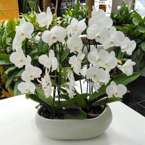 Conjunto de 2 Orquídeas Blancas - Envío de flores y Plantas - La Fleur Florería, Montevideo, Uruguay.