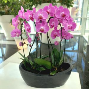 Conjunto de 2 Orquídeas Violetas - Envío de flores y Plantas - La Fleur Florería, Montevideo, Uruguay._1