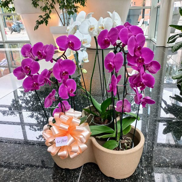 Conjunto de 3 Orquídeas Phalaenopsis - Florería La Fleur, Montevideo, Uruguay_1