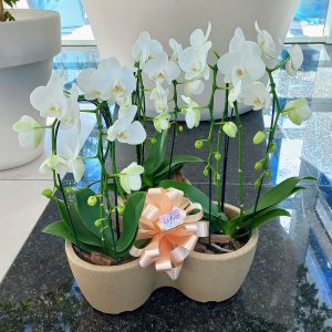 Conjunto de 3 Orquídeas Phalaenopsis - Florería La Fleur, Montevideo, Uruguay_3