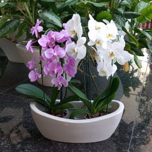 Conjunto de 2 Orquídeas Variadas - Florería La Fleur, Montevideo, Uruguay.