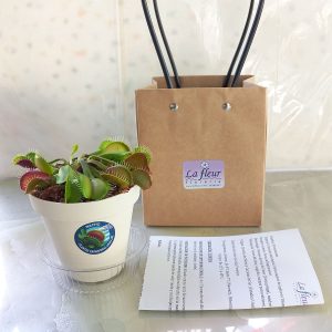 Planta Carnívora (Venus Atrapamoscas) - Florería La Fleur - Montevideo, Uruguay_4