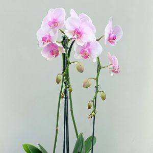 Planta de Orquídeas Phalaenopsis Rosada - Florería La Fleur, Montevideo, Uruguay