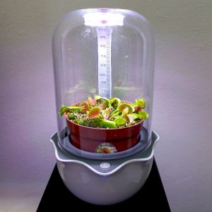 Mini Terrario para Carnívoras Cactus Tunas - Florería La Fleur, Montevideo, Uruguay