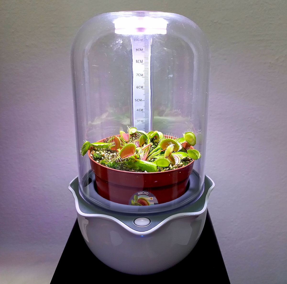 Mini Terrario para Carnívoras Cactus Tunas - Florería La Fleur, Montevideo, Uruguay