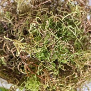 Musgo Natural Decorativo - Florería La Fleur, Montevideo, Uruguay_1