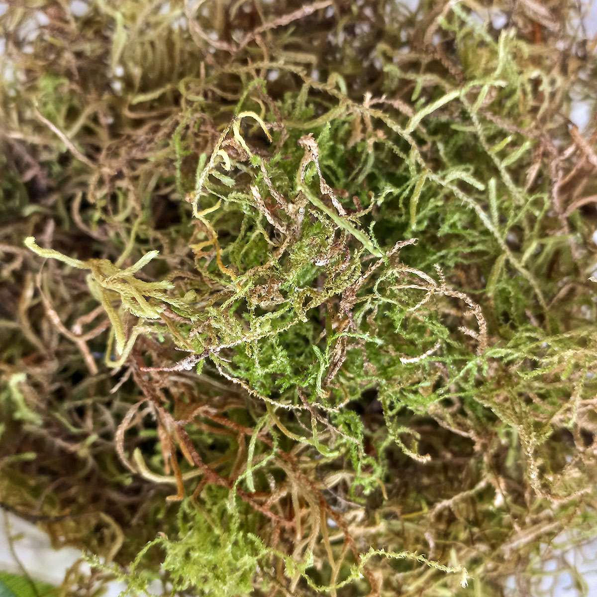 Musgo Natural Decorativo - Florería La Fleur, Montevideo, Uruguay_1