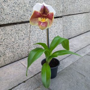 Planta de Orquidea Paphiopedilum - Floreria La Fleur Montevideo, Uruguay._1