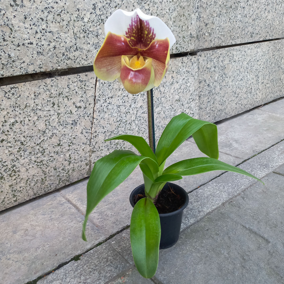Planta de Orquidea Paphiopedilum - Floreria La Fleur Montevideo, Uruguay._1